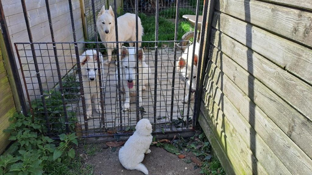 chiot Berger Blanc Suisse Des Blancs Du Pays Gallo