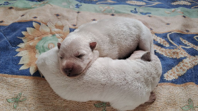 Des Blancs Du Pays Gallo - Berger Blanc Suisse - Portée née le 21/08/2024