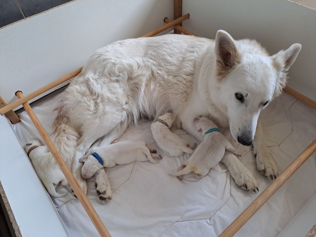 chiot Berger Blanc Suisse Des Blancs Du Pays Gallo