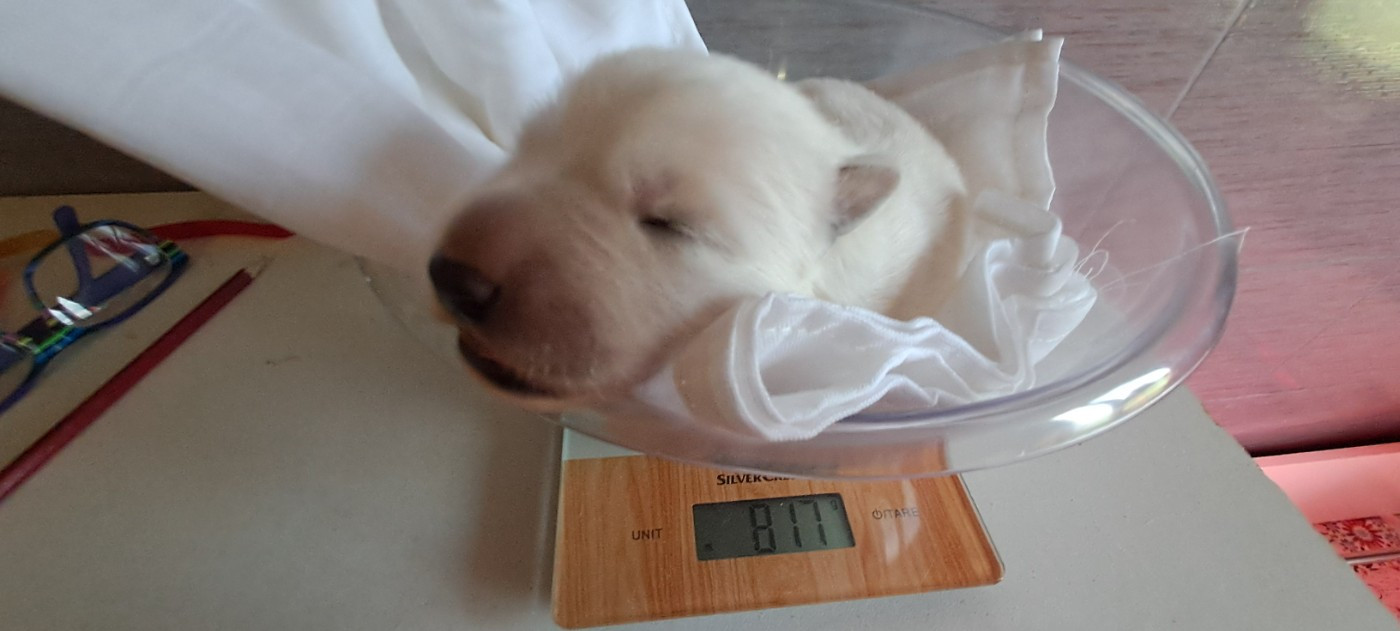 Des Blancs Du Pays Gallo - Chiots disponibles - Berger Blanc Suisse
