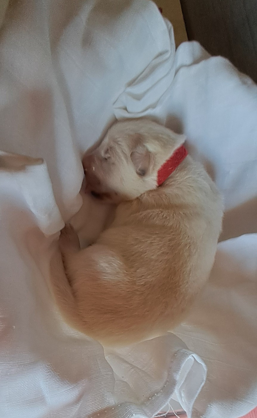 Des Blancs Du Pays Gallo - Chiots disponibles - Berger Blanc Suisse