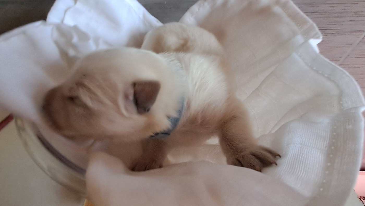 Des Blancs Du Pays Gallo - Chiots disponibles - Berger Blanc Suisse
