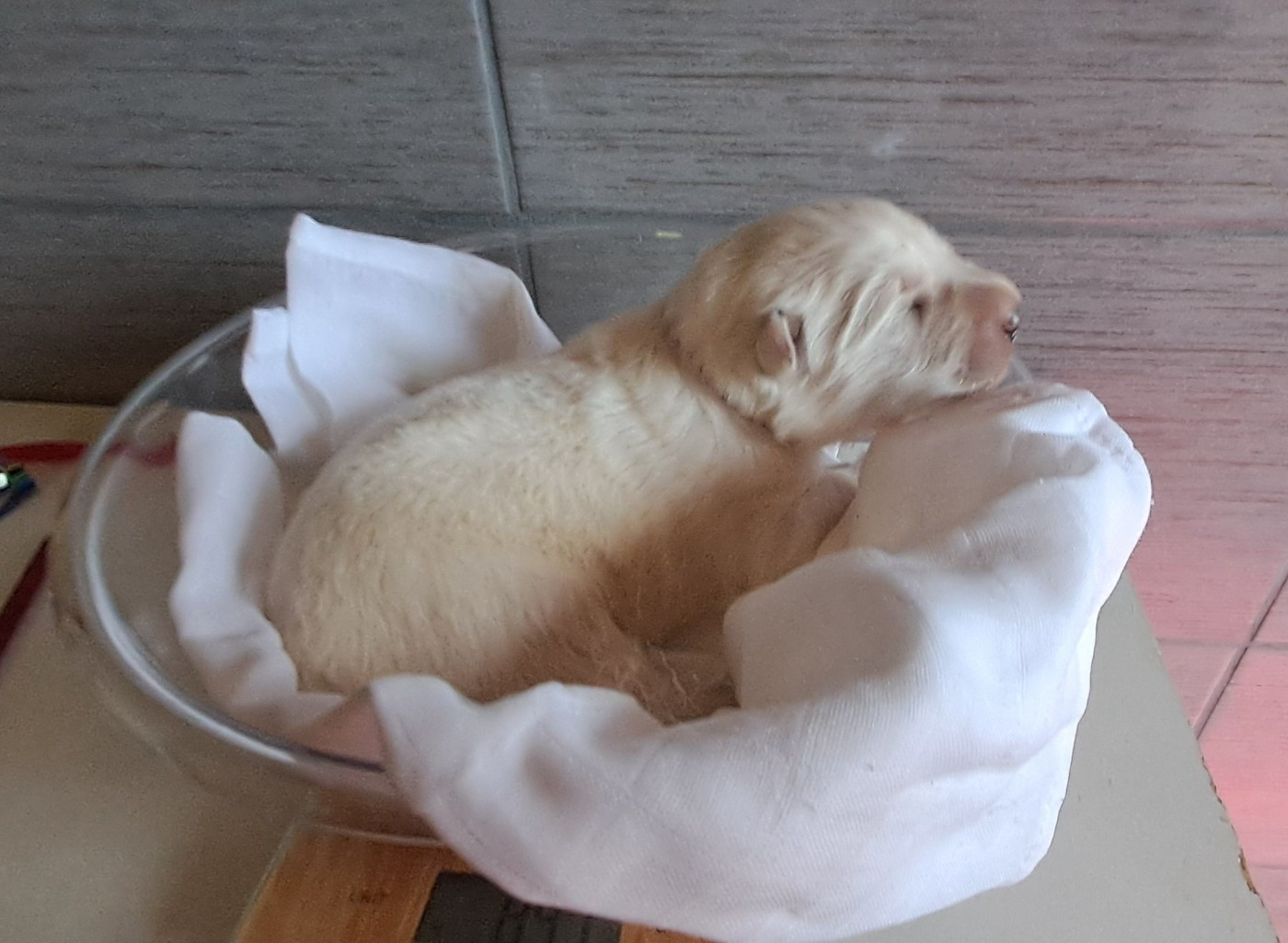 Des Blancs Du Pays Gallo - Chiots disponibles - Berger Blanc Suisse