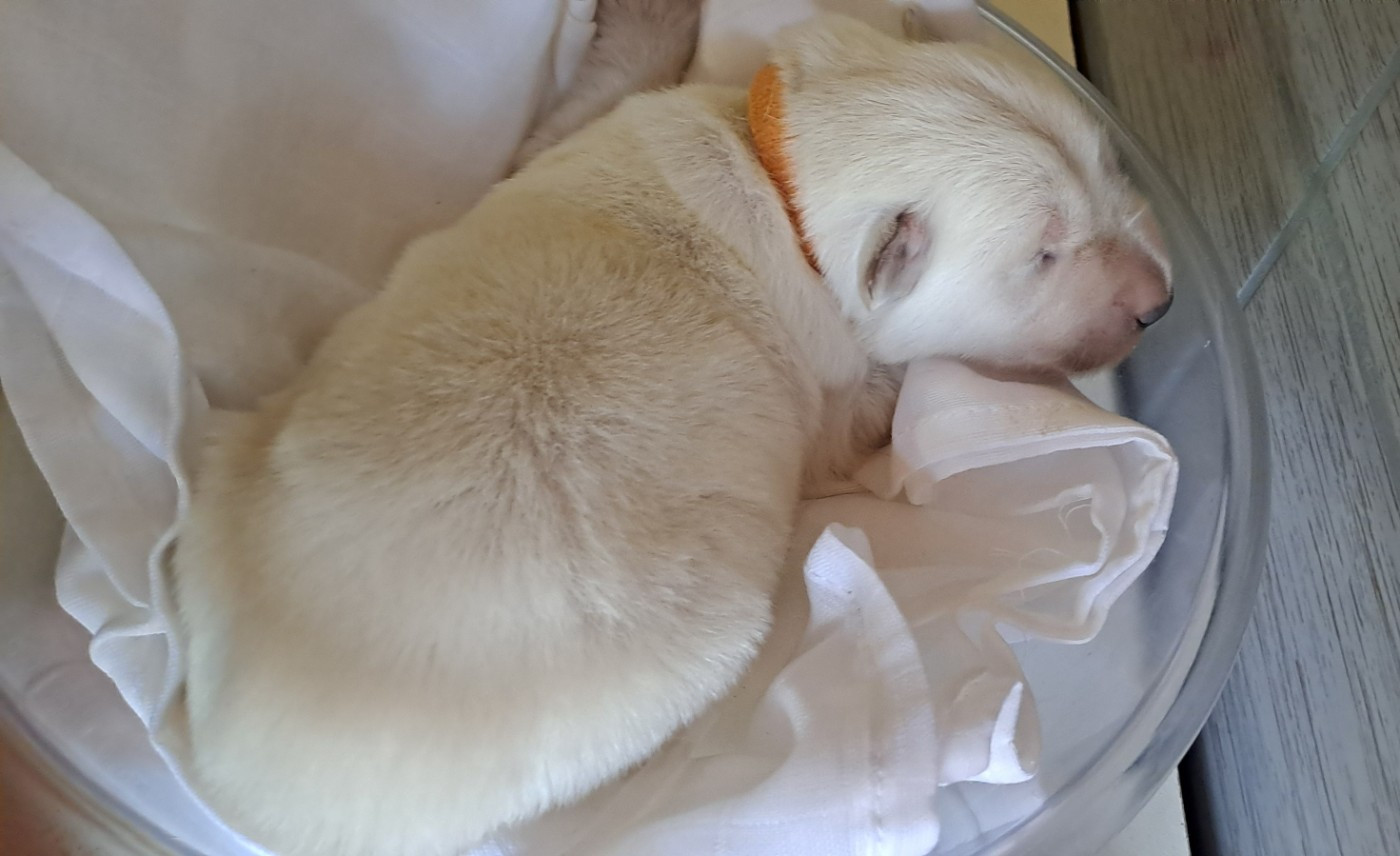 Des Blancs Du Pays Gallo - Chiots disponibles - Berger Blanc Suisse