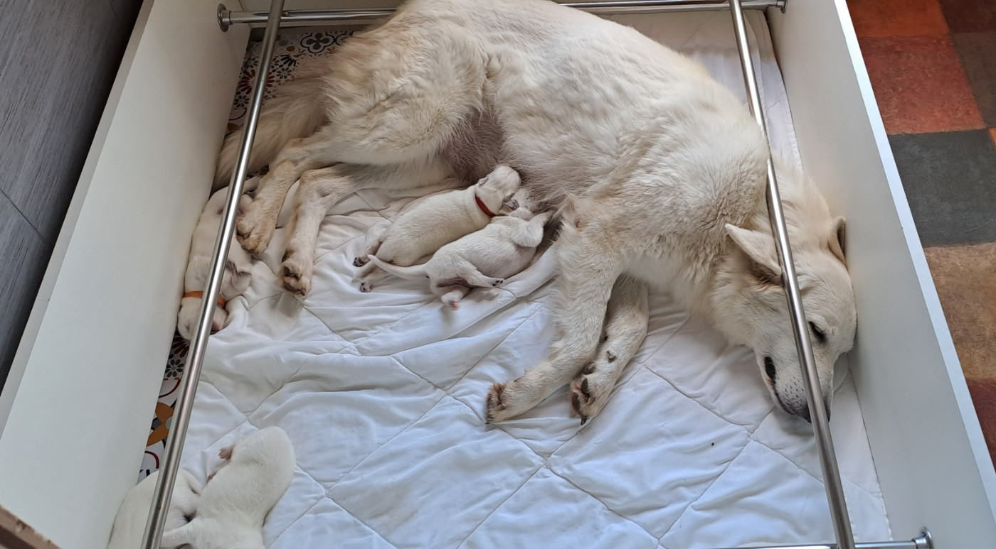 Chiot Berger Blanc Suisse Des Blancs Du Pays Gallo