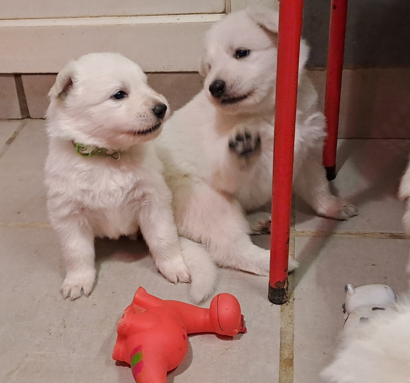 Des Blancs Du Pays Gallo - Chiots disponibles - Berger Blanc Suisse