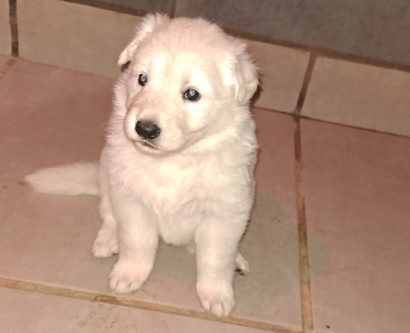 Chiot Berger Blanc Suisse Des Blancs Du Pays Gallo