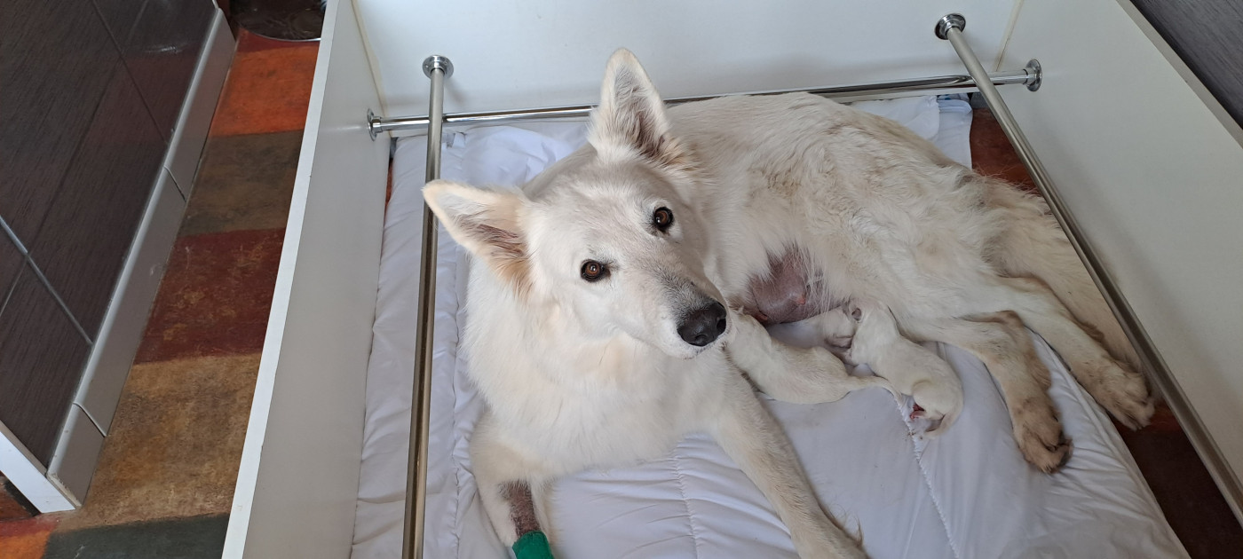 Chiot Berger Blanc Suisse Des Blancs Du Pays Gallo