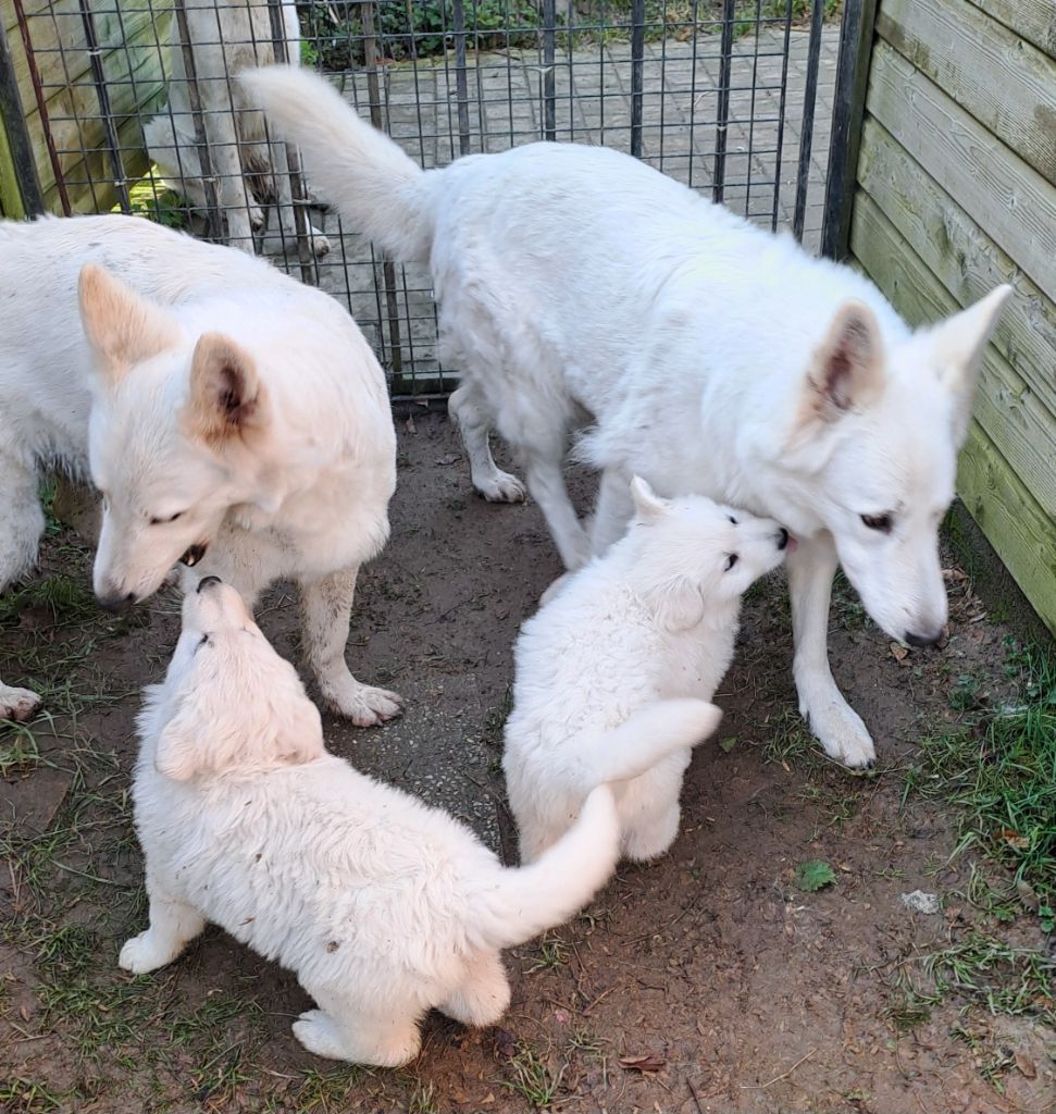 Des Blancs Du Pays Gallo - Berger Blanc Suisse - Portée née le 27/12/2023