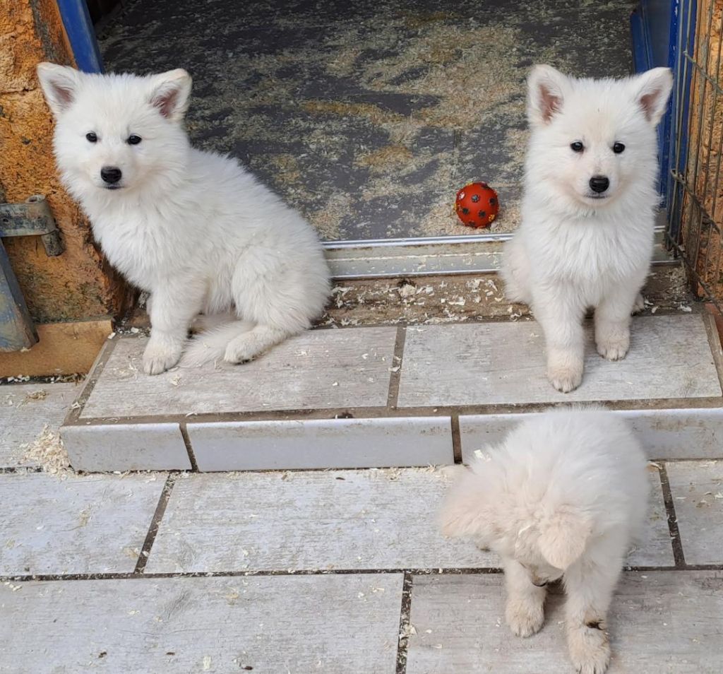 Des Blancs Du Pays Gallo - Berger Blanc Suisse - Portée née le 23/09/2023