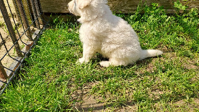 CHIOT jaune