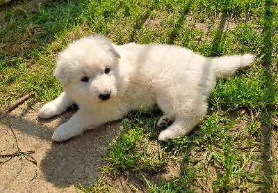 CHIOT rouge