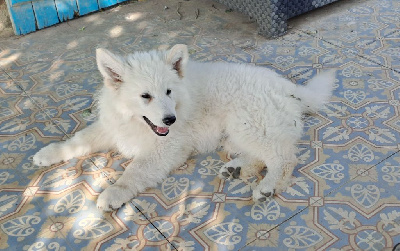 Atlas