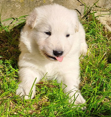 CHIOT bleu